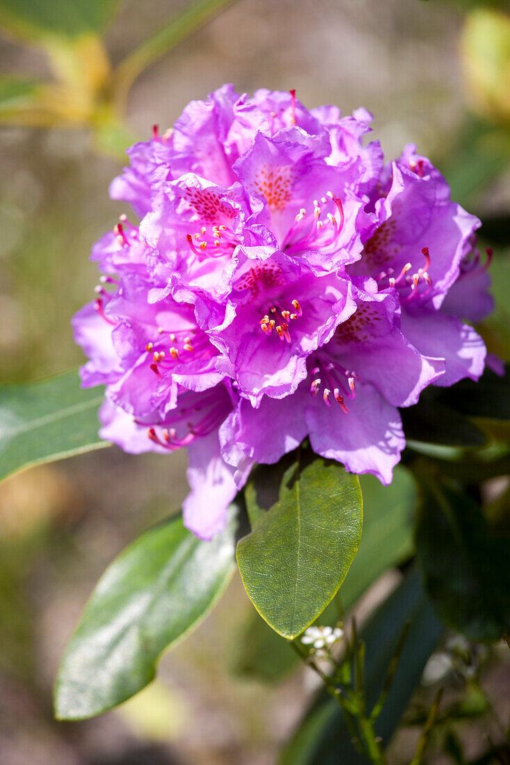 Rhododendron catawbiense 'Grandiflorum'