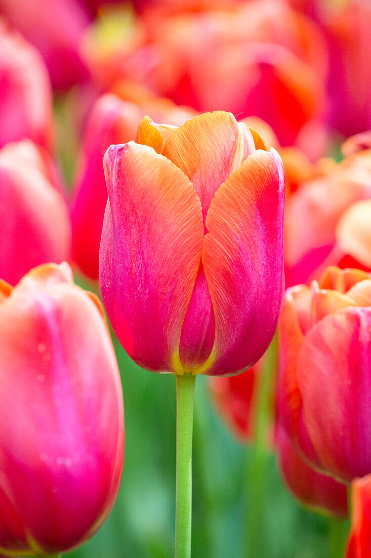 Tulipa 'Avignon'