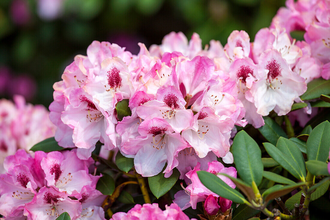 Rhododendron yakushimanum 'Nicoletta'®