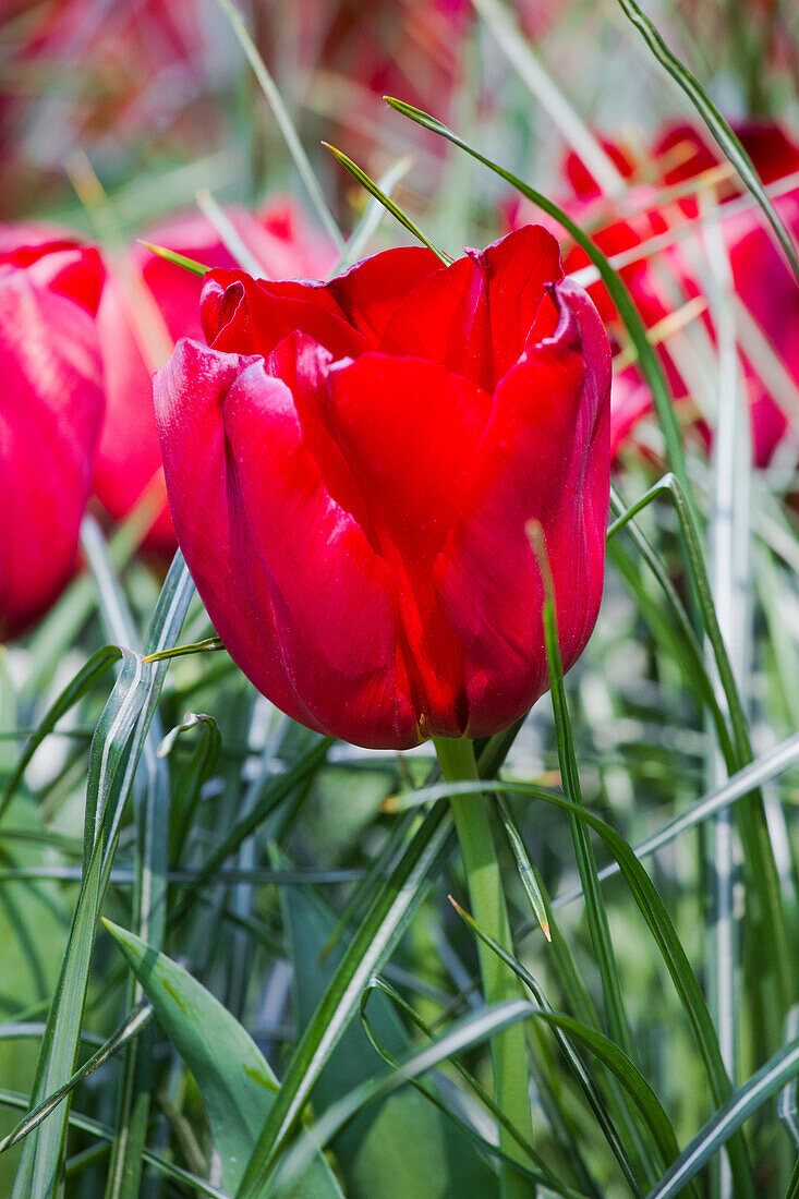 Tulipa 'Seadov'