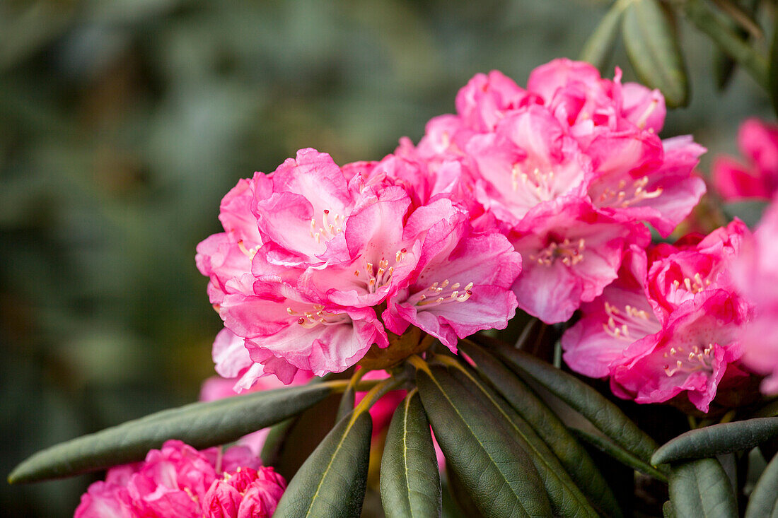 Rhododendron yakushimanum 'Pink Cherub'