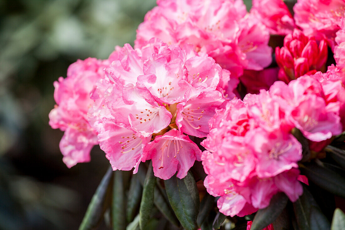 Rhododendron yakushimanum 'Pink Cherub'