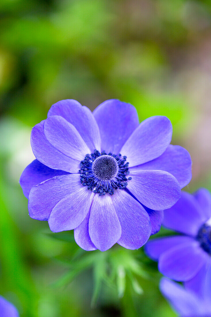 Anemone