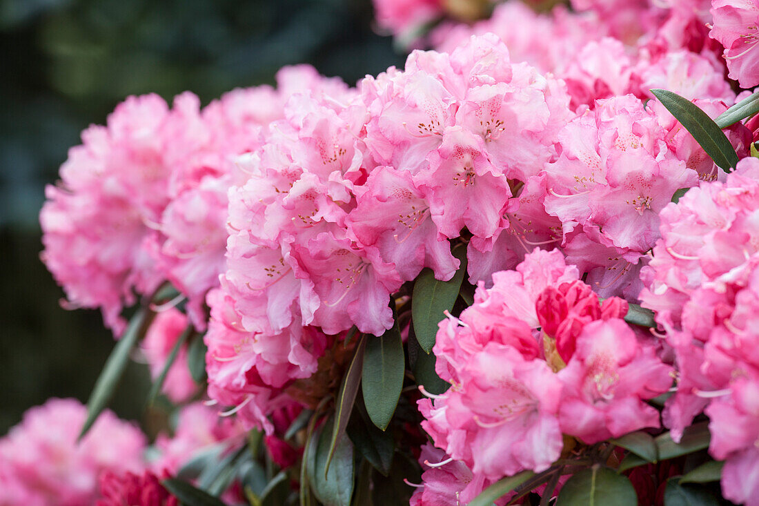 Rhododendron yakushimanum, pink