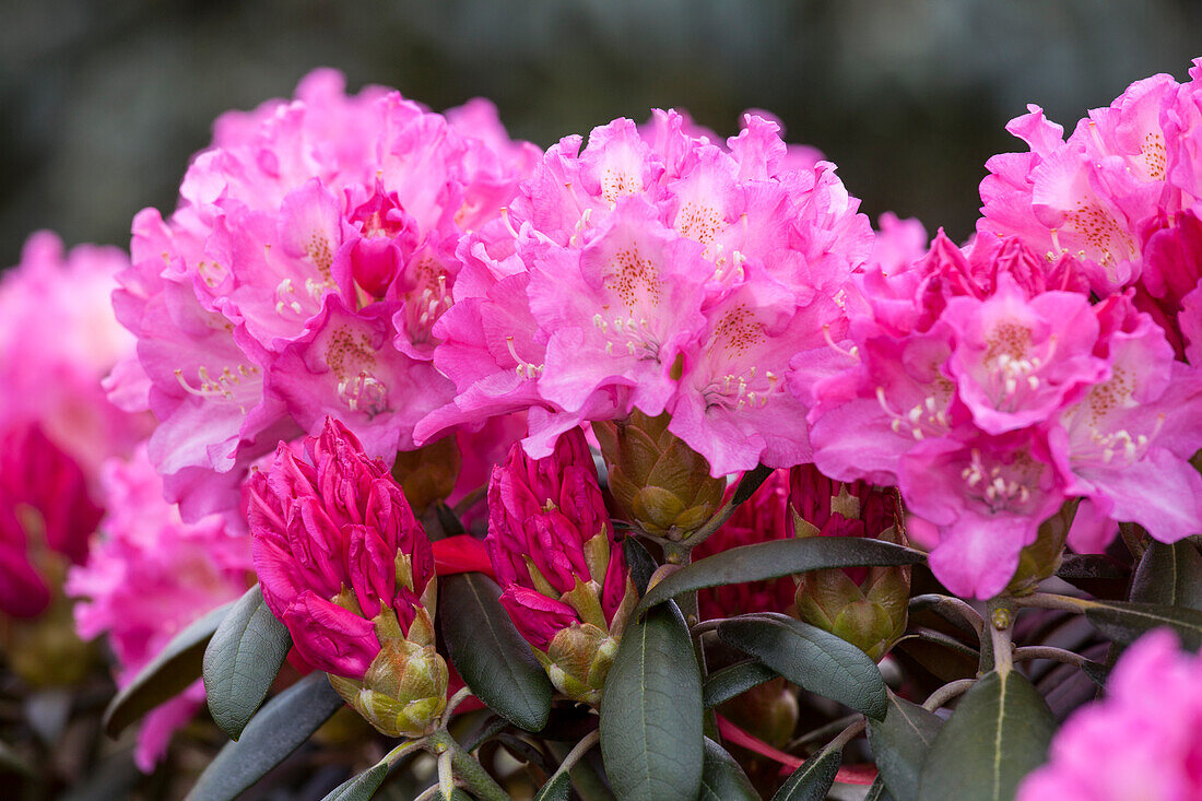 Rhododendron yakushimanum, pink