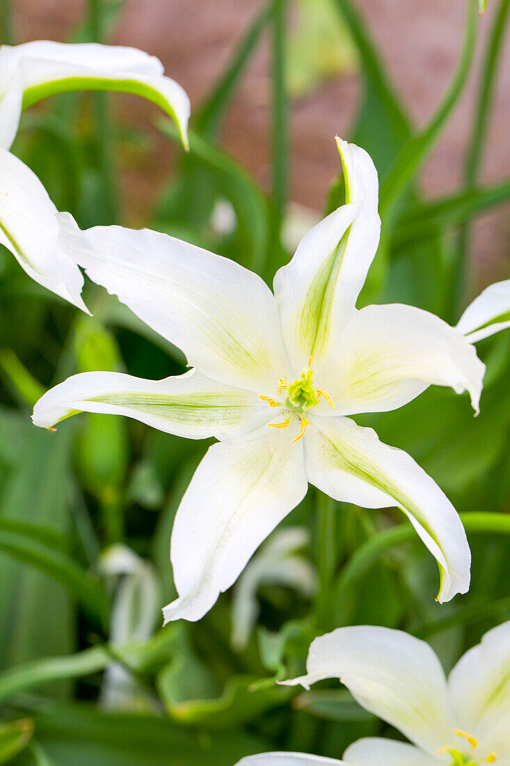 Tulipa viridiflora Greenstar