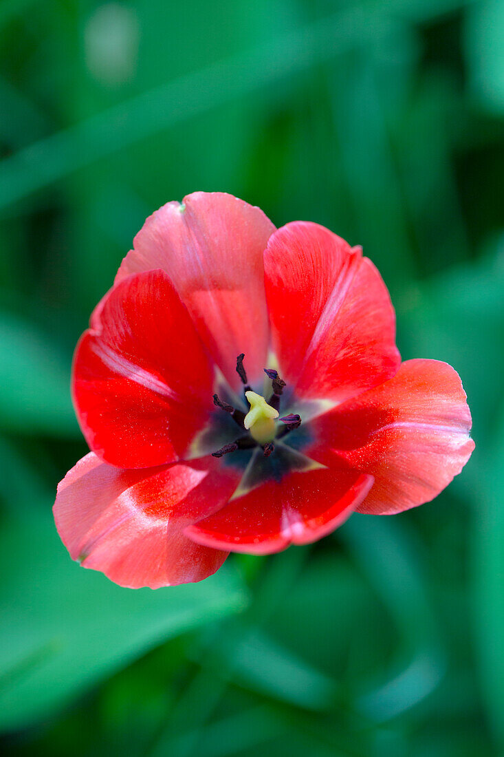 Tulipa