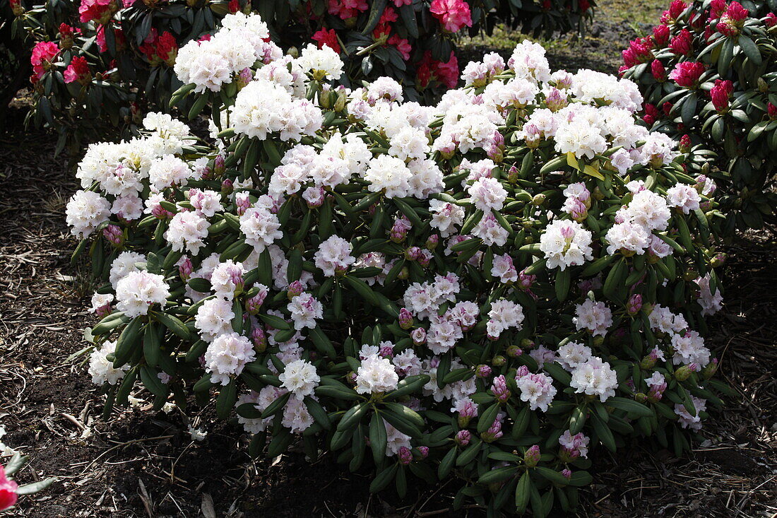 Rhododendron yakushimanum, weiß