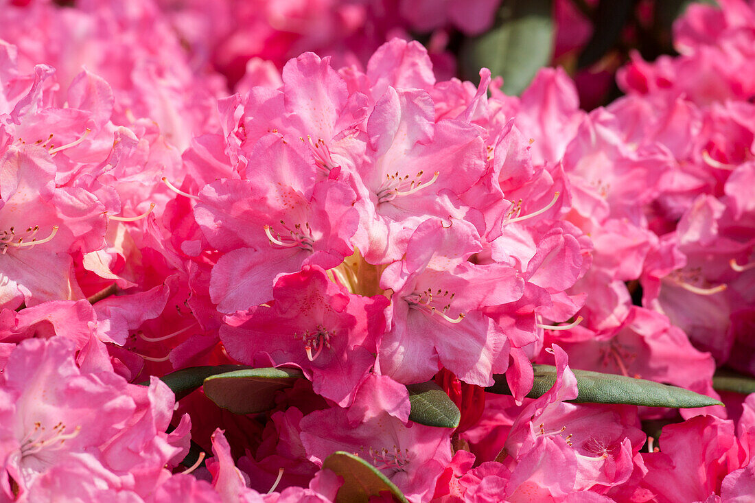 Rhododendron Hybride (großblumig)