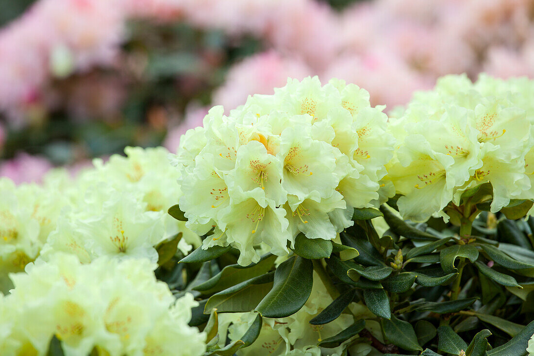 Rhododendron yakushimanum 'Flava'