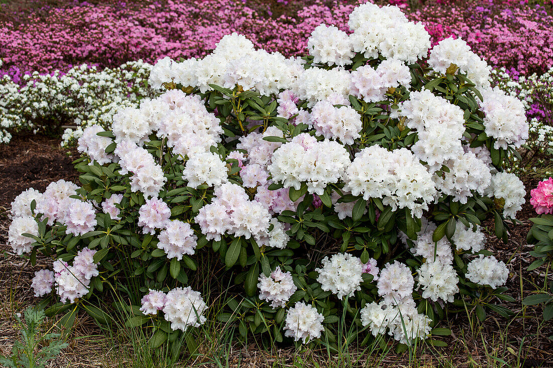 Rhododendron yakushimanum 'Snowcap