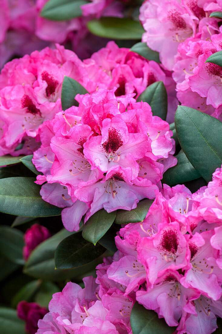 Rhododendron Diadem