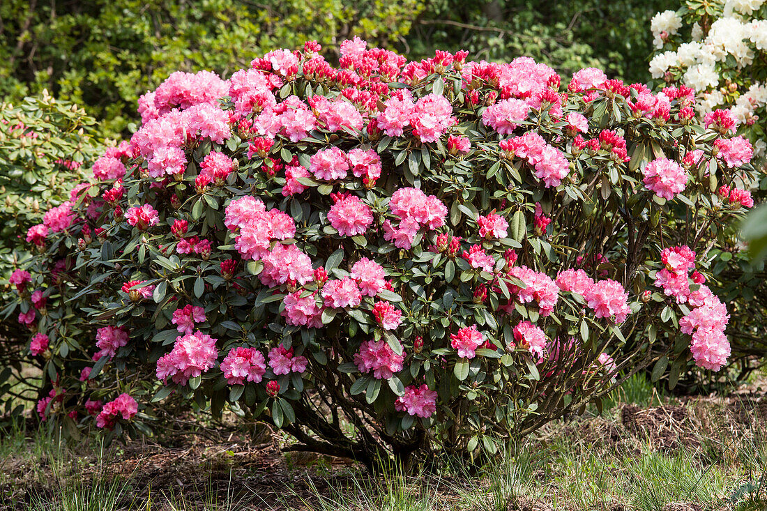 Rhododendron pink