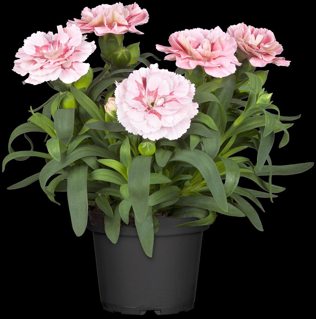 Dianthus caryophyllus