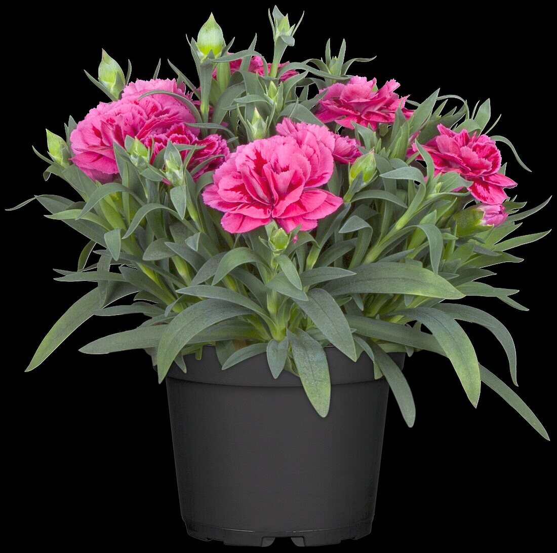 Dianthus caryophyllus