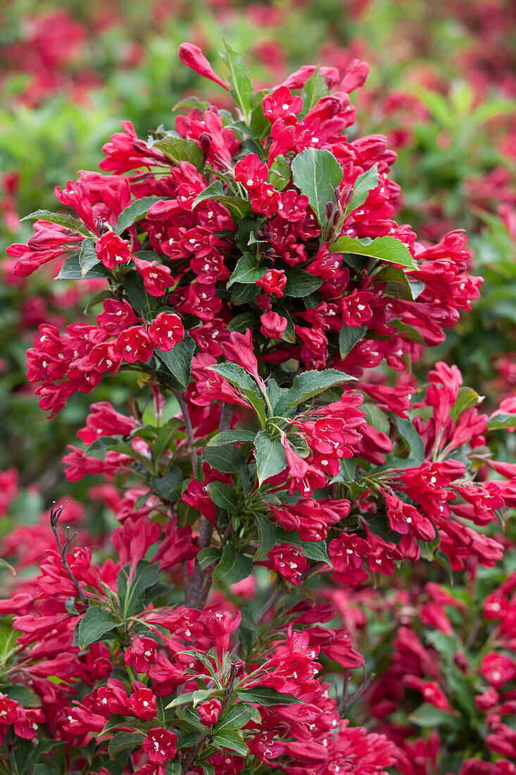 Weigela 'Lucifer'®