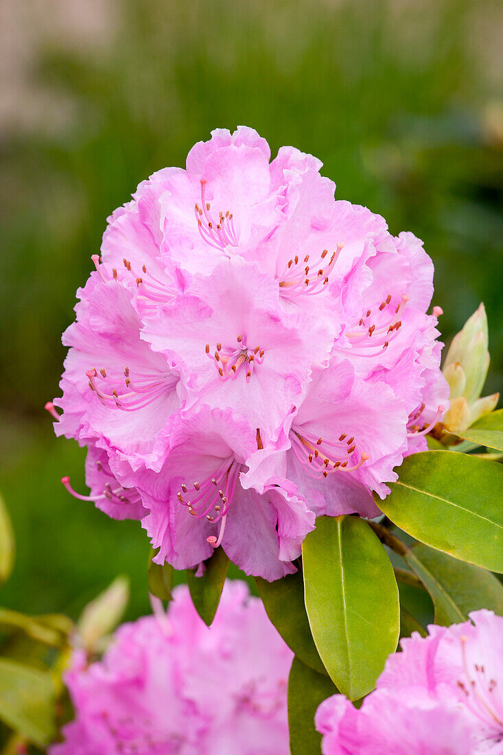 Rhododendron 'Rosa Millenium'®
