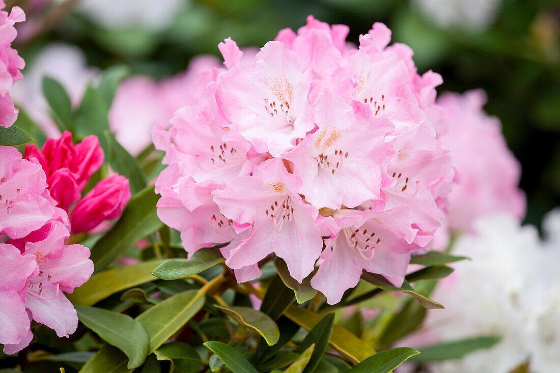 Rhododendron yakushimanum 'Pink Cherub'