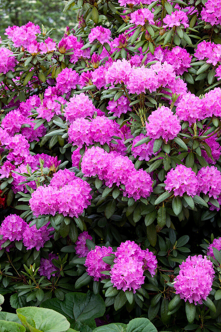 Rhododendron hybrid (large-flowered)