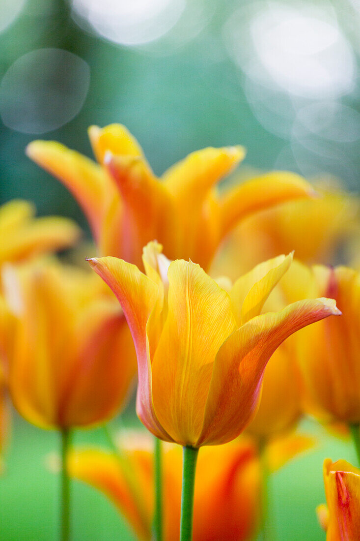 Tulipa 'Ballerina