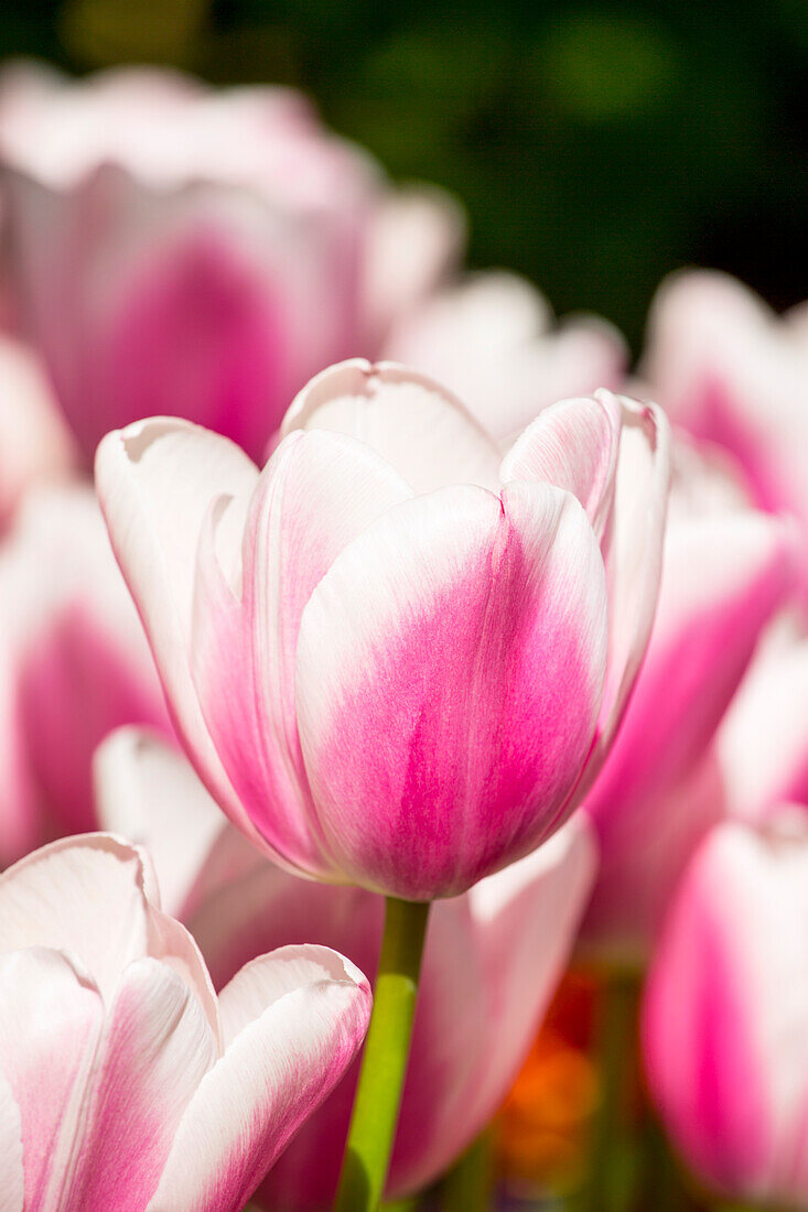 Tulipa, pink