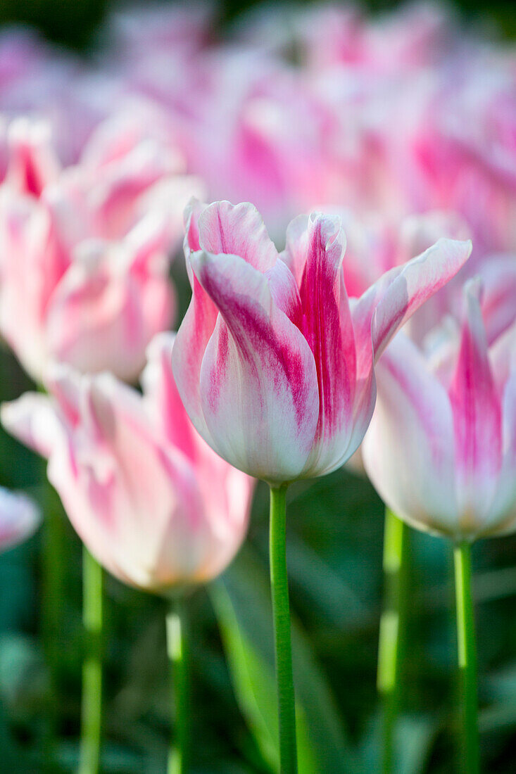 Tulipa, rosa