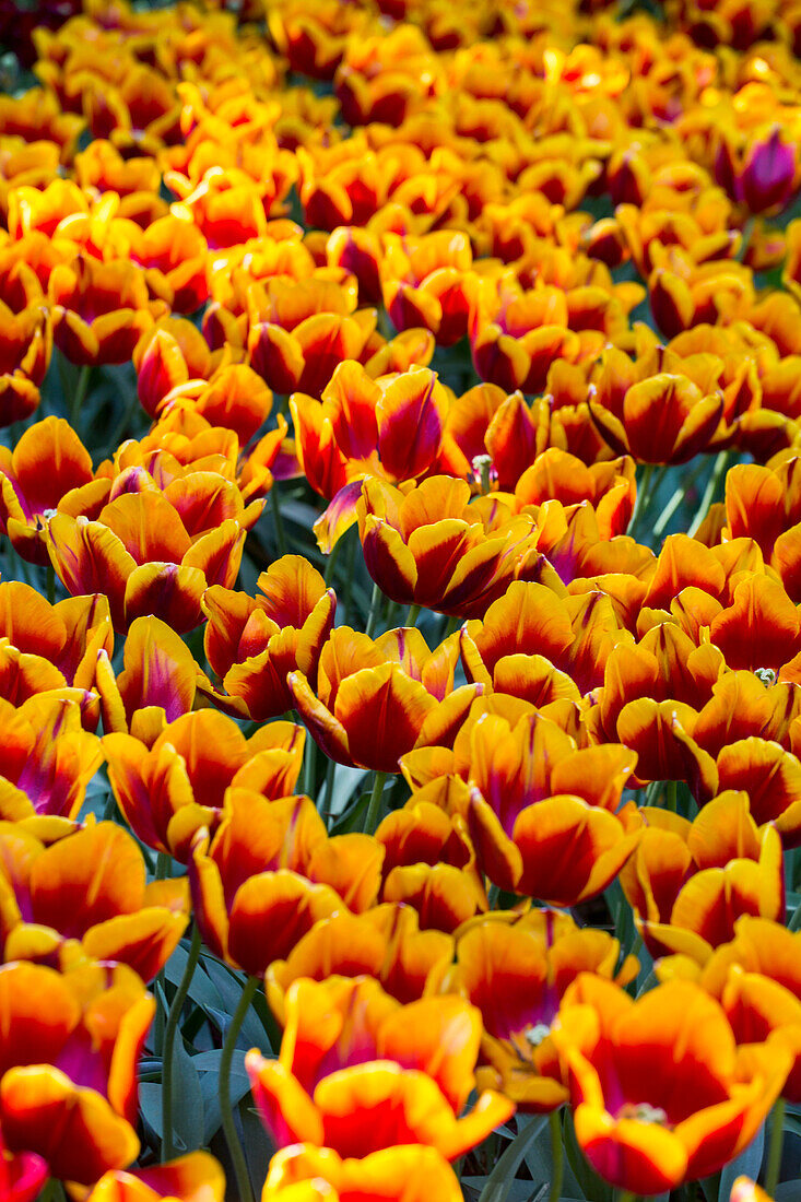 Tulipa, yellow-red