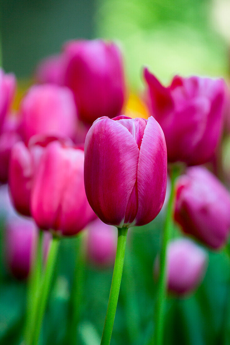 Tulipa 'Renown'