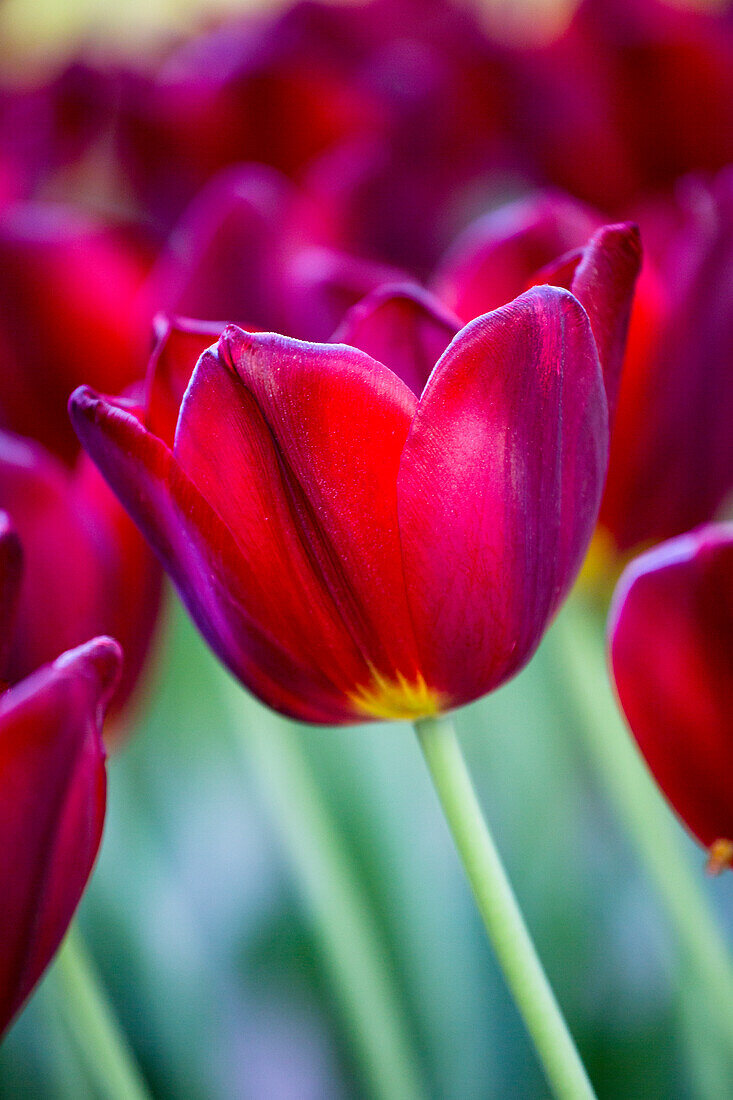 Tulipa 'Renegade®'