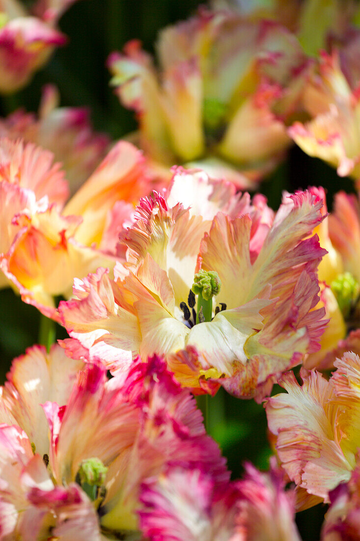 Tulipa Caribbean Parrot