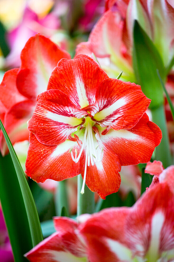 Hippeastrum Hermitage