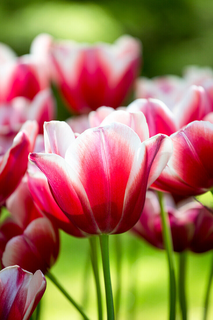 Tulipa 'Toyota'