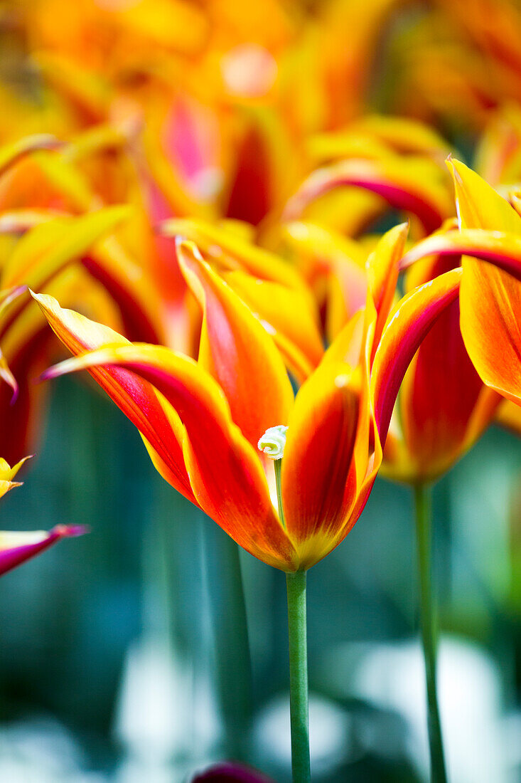 Tulipa, yellow-red