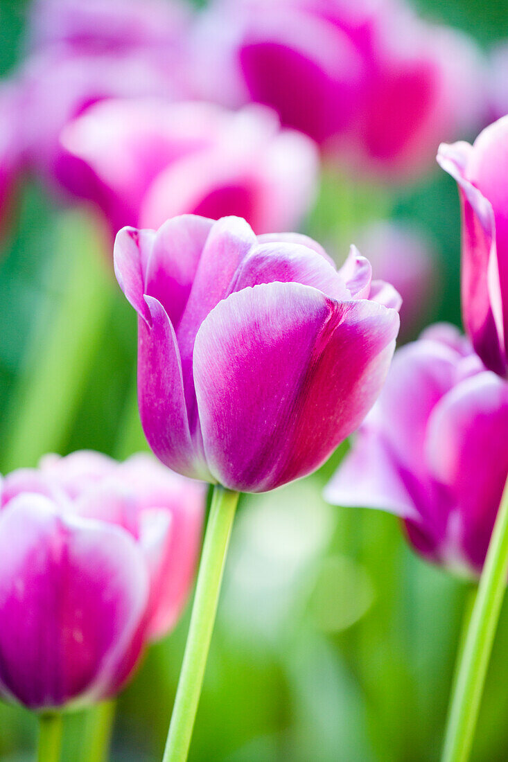 Tulipa