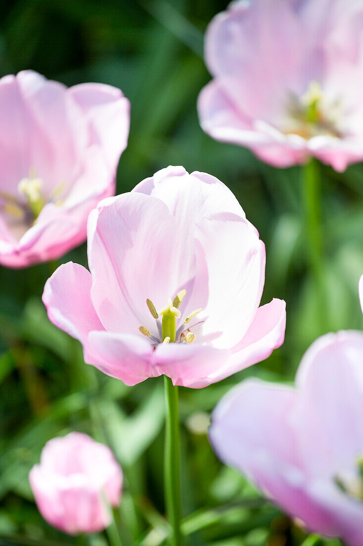 Tulipa