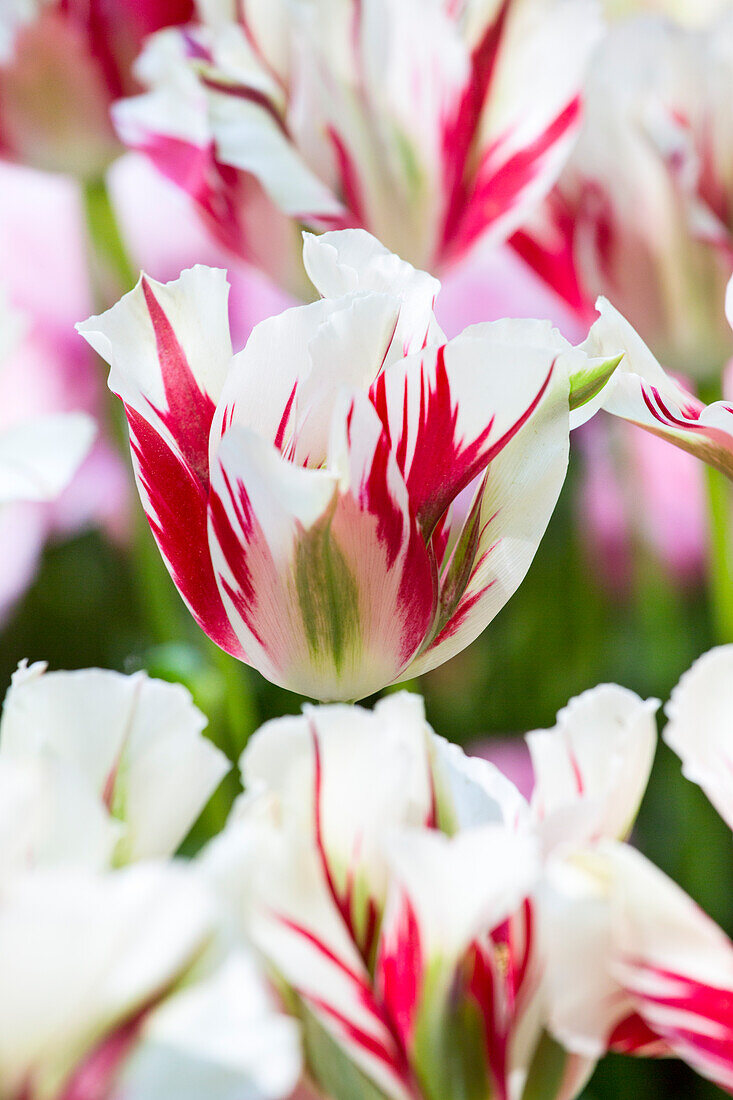 Tulipa viridiflora 'Flaming Springgreen'