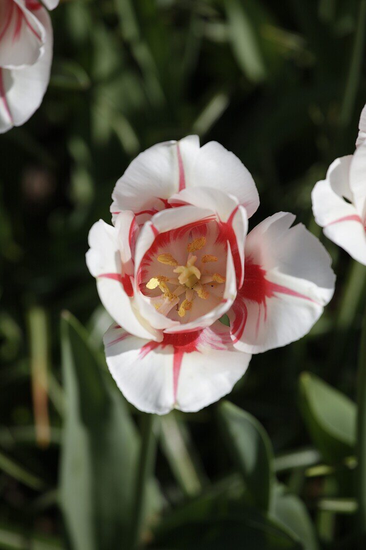Tulipa 'Sorbet'
