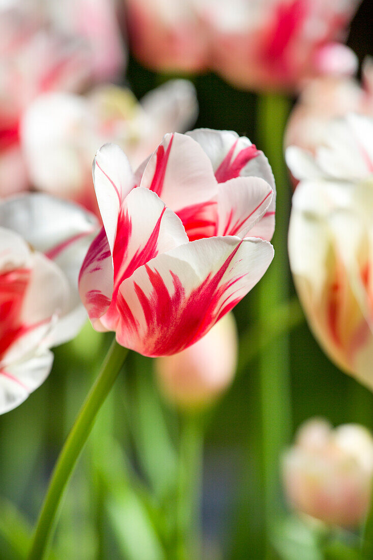 Tulipa 'Sorbet