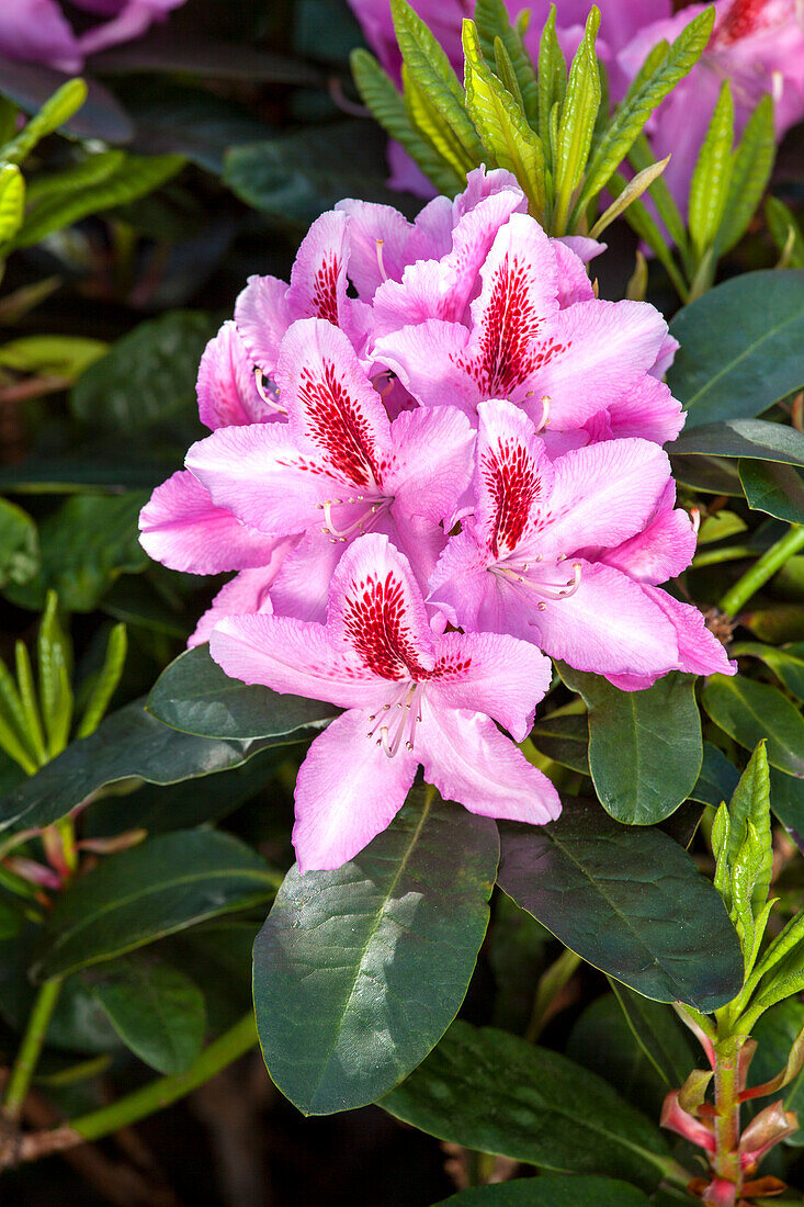 Rhododendron 'Furnivall's Daughter