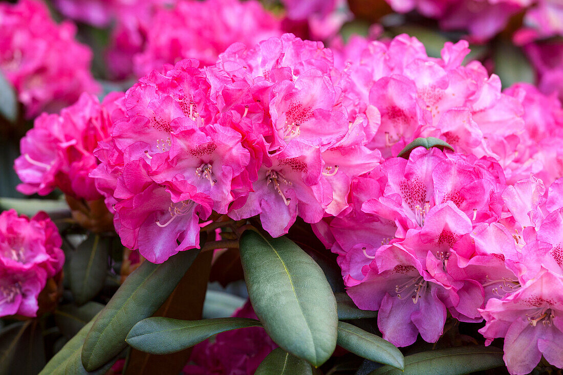 Rhododendron yakushimanum 'Anuschka'