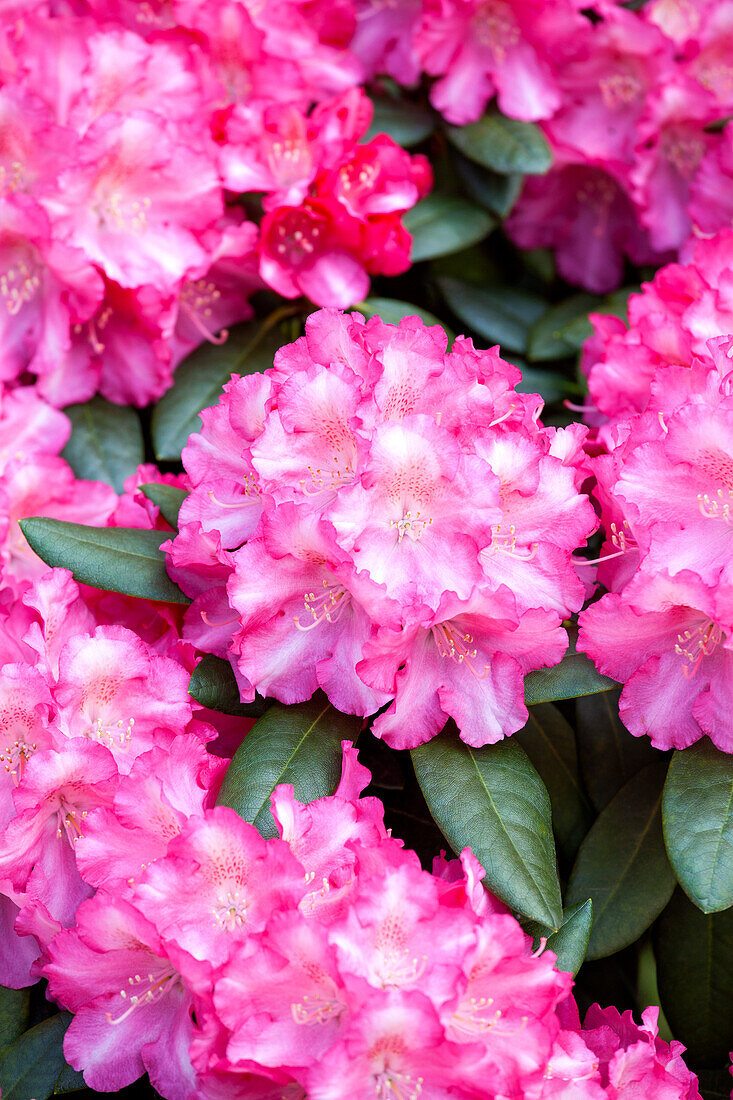 Rhododendron yakushimanum 'Fantastica'