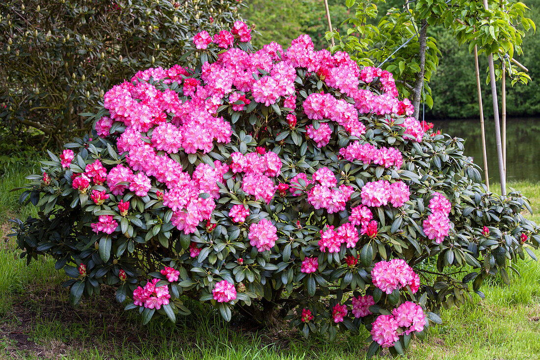 Rhododendron yakushimanum 'Fantastica'