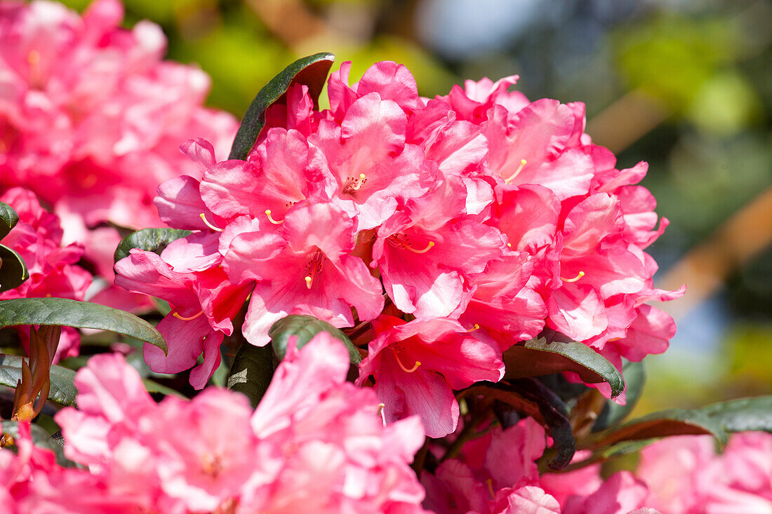 Rhododendron yakushimanum 'Leuchtfeuer'