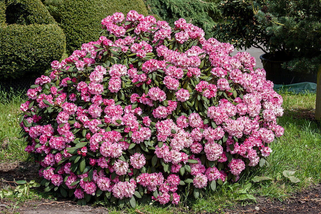 Rhododendron yakushimanum 'Nicoletta'®