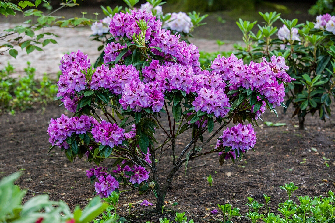 Rhododendron 'Christiane Herzog