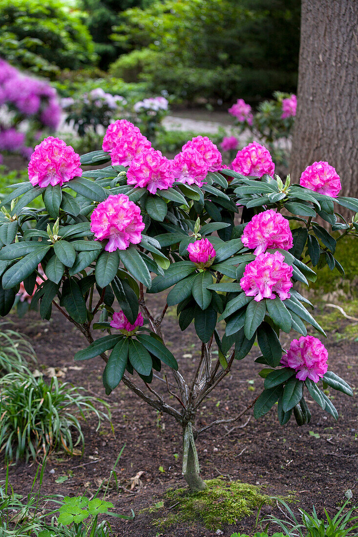 Rhododendron 'Graf Zeppelin'