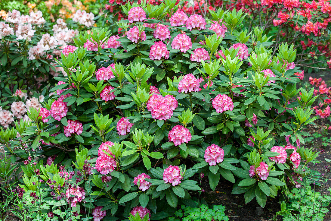 Rhododendron yakushimanum 'Tausendschön' (Daisy Beauty)