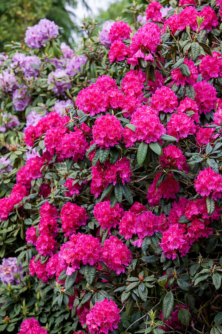 Rhododendron 'General D. Eisenhower'
