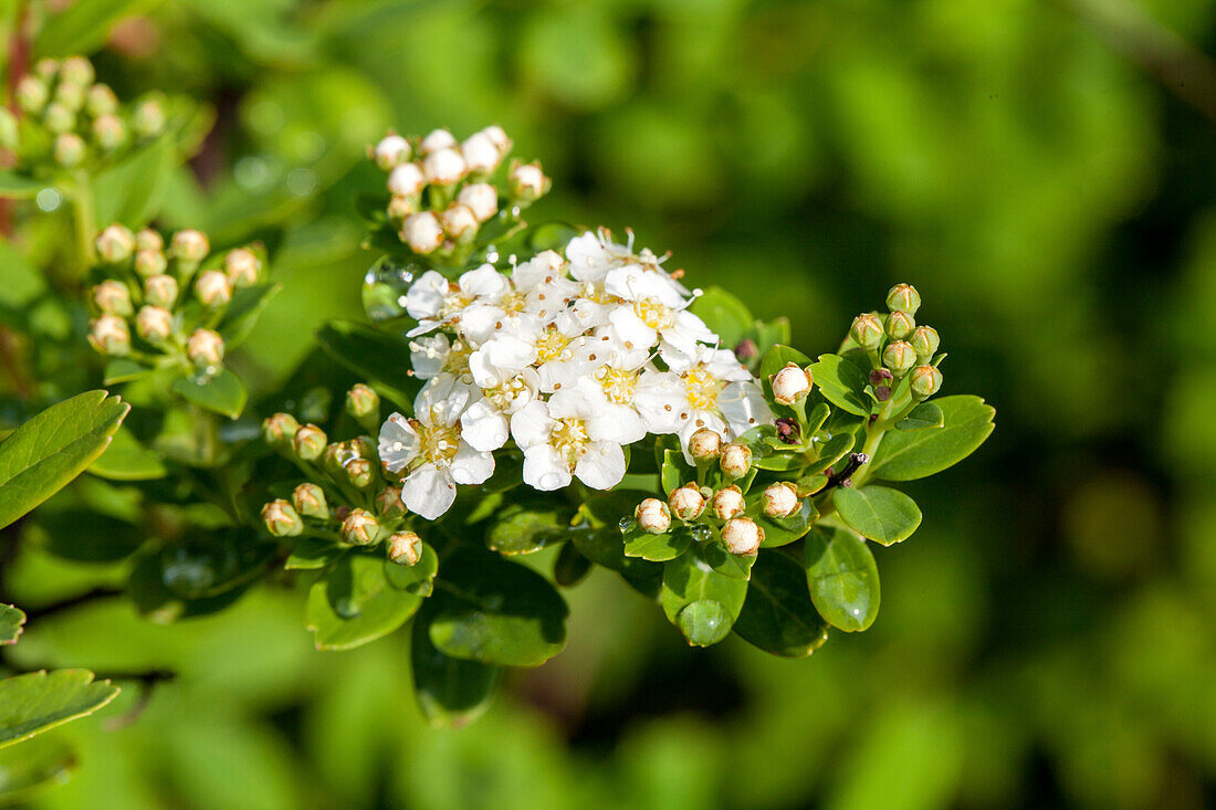 Spiraea nipponica 'Snowmound'