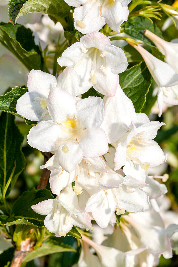 Weigela 'Snowflake'